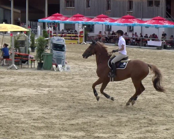 Reitturnier Rankweil 2025