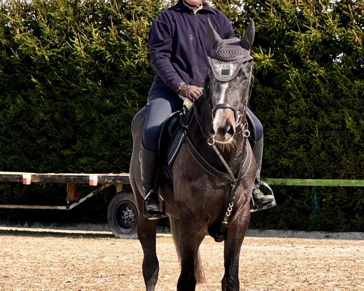 horse Diggi Dii (German Warmblood, 2021, from Diablue PS)