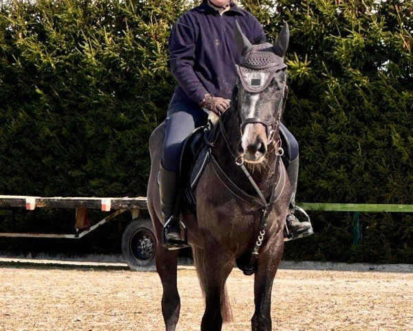 horse Diggi Dii (German Warmblood, 2021, from Diablue PS)