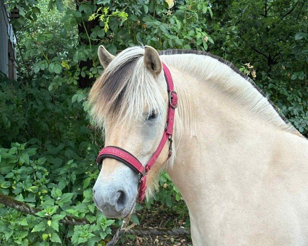 horse Juna- Lou (Fjord Horse, 2022, from Nansen N.2316)