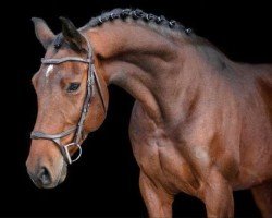 Springpferd Juventus M (KWPN (Niederländisches Warmblut), 2014, von Douglas)