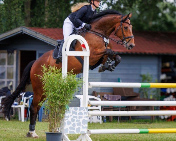 jumper Deichhof's Campari (Hanoverian, 2018, from Comme le père)