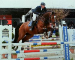 jumper Lenox W (Westphalian, 2011, from Lordanos)