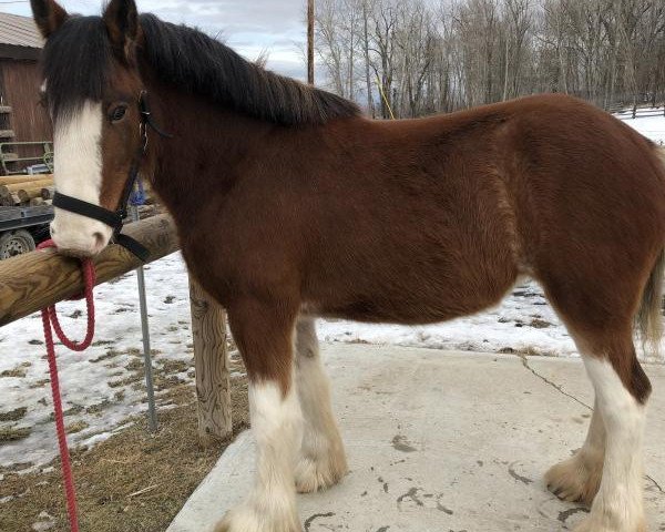 Pferd Wildwood HM Duchess (Clydesdale, 2016, von 2S Above's Highland Hallmark)