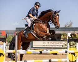 jumper Cnusper (Holsteiner, 2016, from Cascadello)