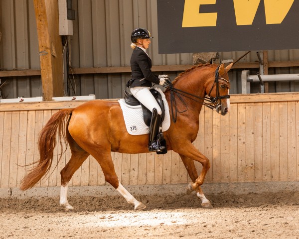 dressage horse Metropolitan Sky Dancer (German Riding Pony, 2014, from FS Mr. Right)