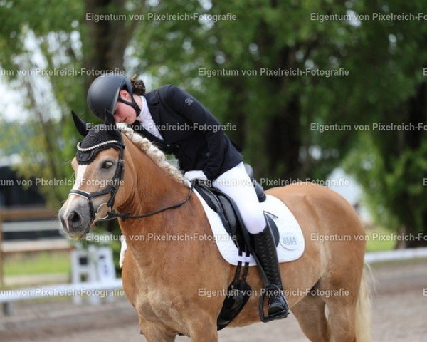 broodmare Lady Sue 11 (Haflinger, 2016, from Stüwer)