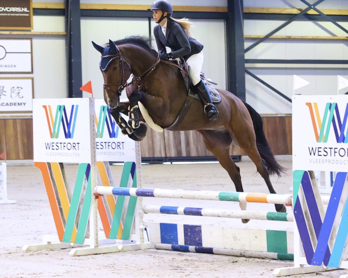 Pferd Croydon Bush Z (Zangersheide Reitpferd, 2019, von Comthago VDL)