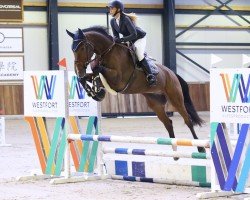 Pferd Croydon Bush Z (Zangersheide Reitpferd, 2019, von Comthago VDL)