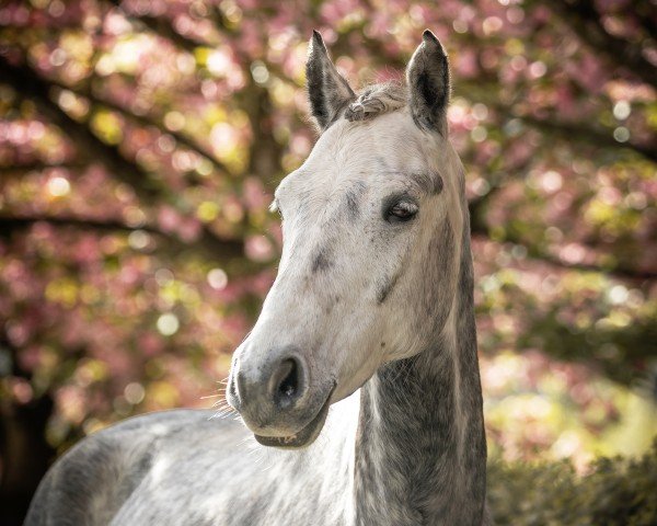 dressage horse Kinamara Colorado (Connemara Pony, 2018, from Kinamara Jovial Star)