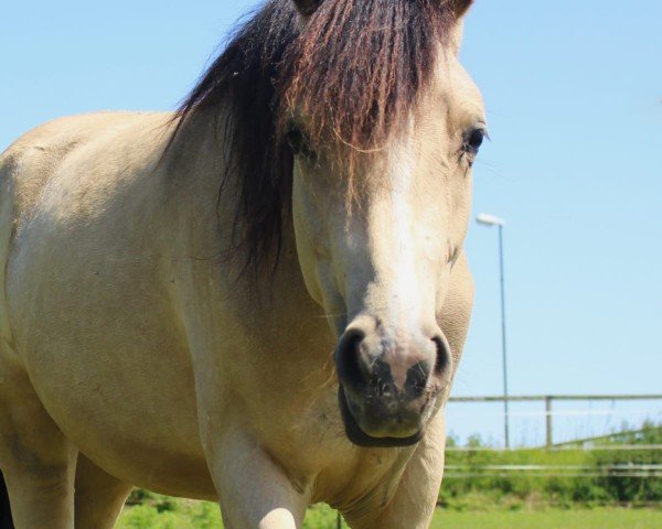 Pferd Claire B (Deutsches Reitpony, 2023, von Neverland WE)