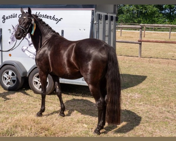 broodmare Altenklosterhof's Tanzmarie (German Riding Pony, 2021, from Total Hope OLD)