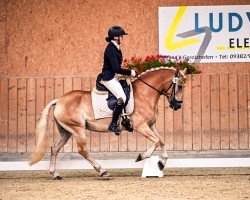 dressage horse Asterope (Haflinger, 2017, from Allegro G)