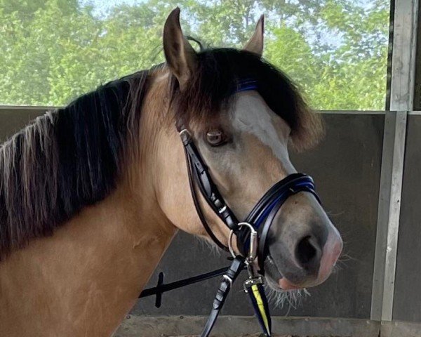 dressage horse Bokkesprong Cibor (Nederlands Welsh Ridepony, 2013, from Alex Dai)