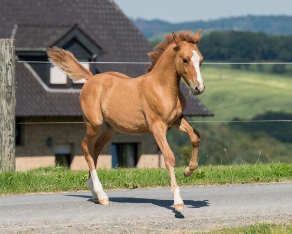 dressage horse Django José (German Riding Pony, 2020)