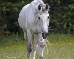 jumper John O (KWPN (Royal Dutch Sporthorse), 2014, from Elton John)