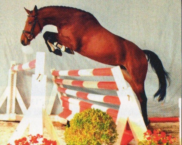 Springpferd Asti's First (Hannoveraner, 2007, von Asti's Amsterdam)