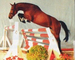 jumper Asti's First (Hanoverian, 2007, from Asti's Amsterdam)