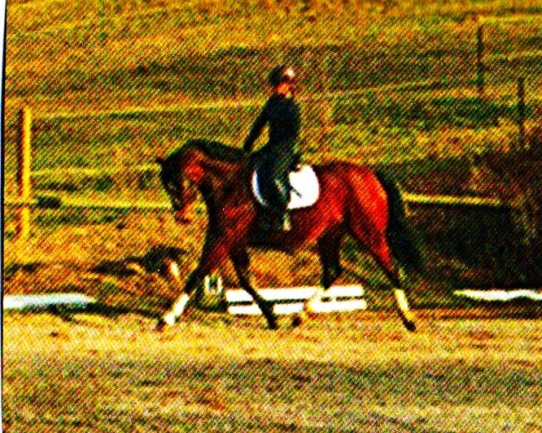 broodmare Diamond Darling (Bavarian, 2006, from Red Diamond)
