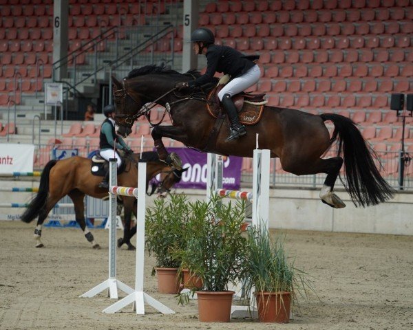 jumper Carleydo (German Sport Horse, 2018, from Carleyle)