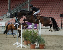 jumper Carleydo (German Sport Horse, 2018, from Carleyle)