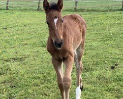 Pferd Stute von I'm Special de / Caspar (Oldenburger Springpferd, 2024, von I'm Special de Muze)