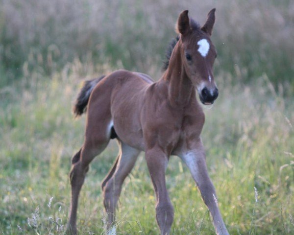 horse Almelo (Oldenburg show jumper, 2022, from Alaba 2)