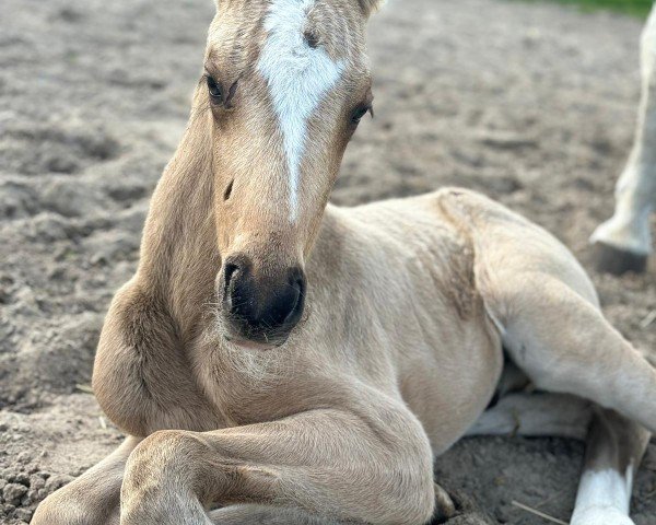 horse Québec (Oldenburg, 2024, from Qandide)