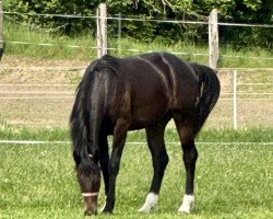 horse Da Capo K (Westphalian, 2023, from Dark Dressed Man)