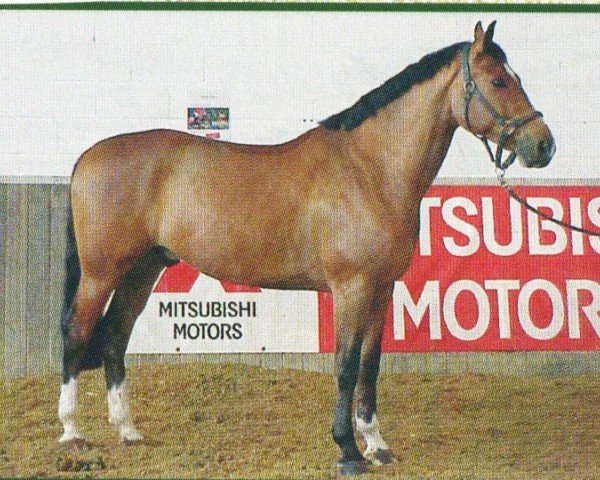 Pferd Pago 8 (KWPN (Niederländisches Warmblut), 1997, von Red Chillie)
