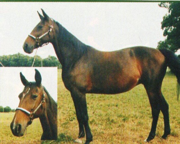 horse Daryna (Traber, 1991, from Argos Liesbos)