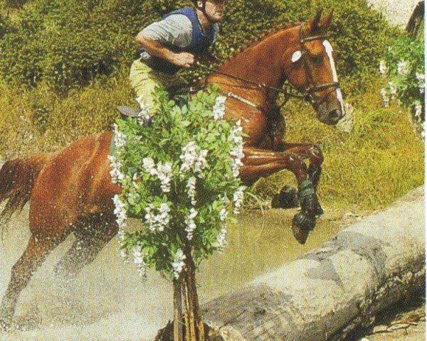 horse Candy (Irish Sport Horse, 2001, from Nad Elshiba)