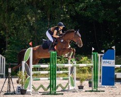 broodmare Calidora 3 (Oldenburg show jumper, 2016, from Tannenhof's Chambretto Gt)