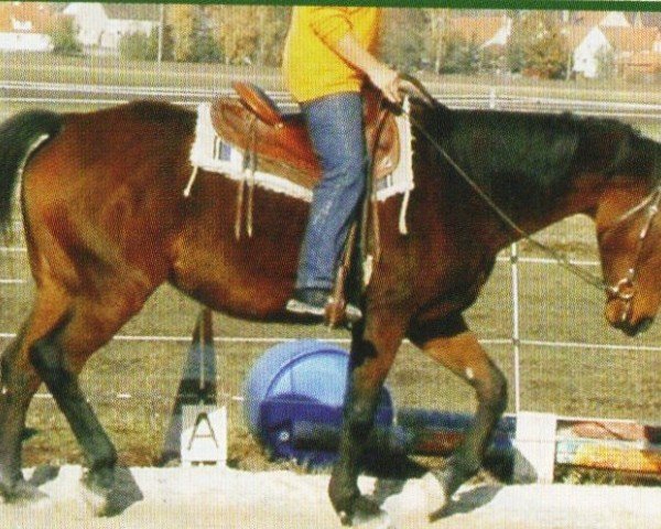horse Calina (Bavarian, 1994, from Cosinus B)