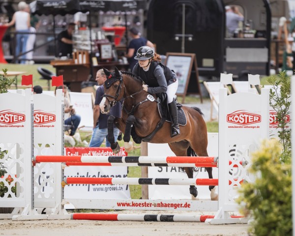 jumper SP Whisper (German Riding Pony, 2006, from Holsteins William)