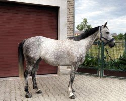 Springpferd Farah 249 (Deutsches Sportpferd, 2016, von For Freedom Ekt)