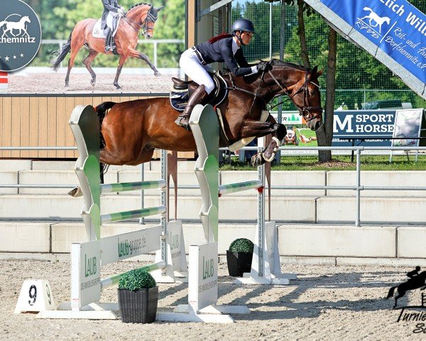jumper Quirox Fs (German Sport Horse, 2016, from Quitoll)