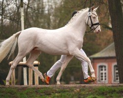 stallion Djimi Blue (German Riding Pony, 2022, from Damaszener K WE)