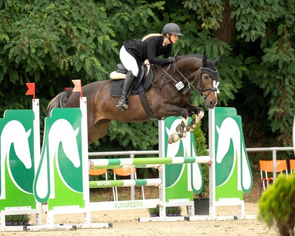 horse Olivia AK (KWPN (Royal Dutch Sporthorse), 2019, from Cicero Z van Paemel)
