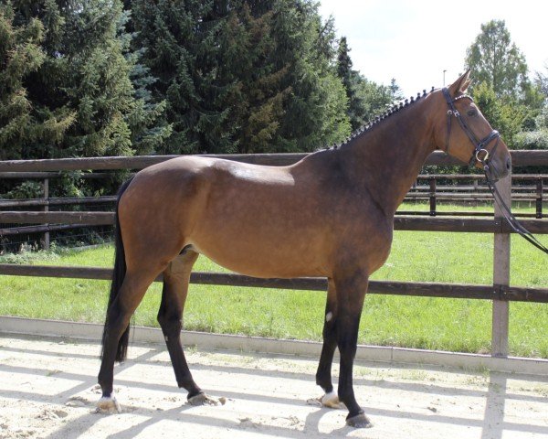 Springpferd Orfee VDB (Belgisches Warmblut, 2014, von Diamant de Semilly)