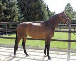 jumper Orfee VDB (Belgian Warmblood, 2014, from Diamant de Semilly)
