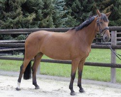 Zuchtstute Quality van de Zandhoeve Z (Zangersheide Reitpferd, 2014, von Quick Star)