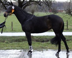 broodmare Kannan´s surprise (Westphalian, 2015, from Kannan)