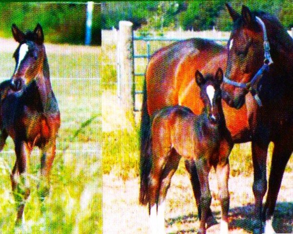 horse Scipa (Pinto with riding horses pedigree, 2004, from Slater)
