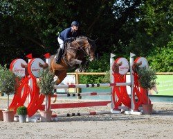 Springpferd Dyvellyst Balouzia (Dänisches Warmblut, 2016, von Balou)