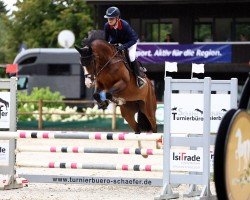 jumper Dyvellyst Monday Morning (Danish Warmblood, 2019, from Balou)