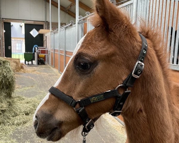broodmare Fürstin Fidelia (Hanoverian, 2021, from Fürst Romancier)
