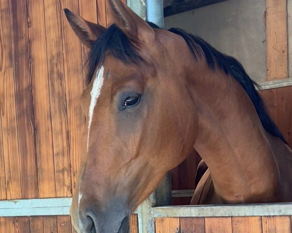 horse Tribussers Bumblebee (German Sport Horse, 2021, from Bourbon)