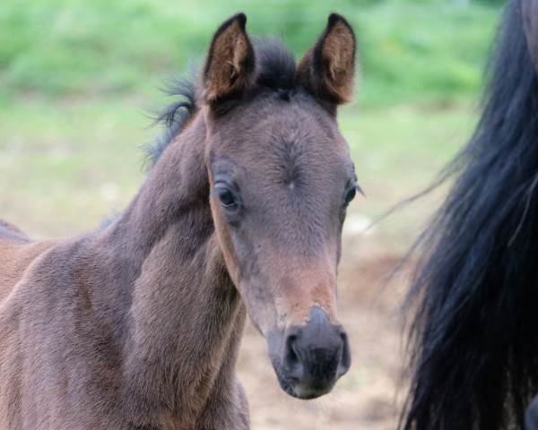 foal by Jazzperada (Oldenburg, 2025, from Franziskus FRH)