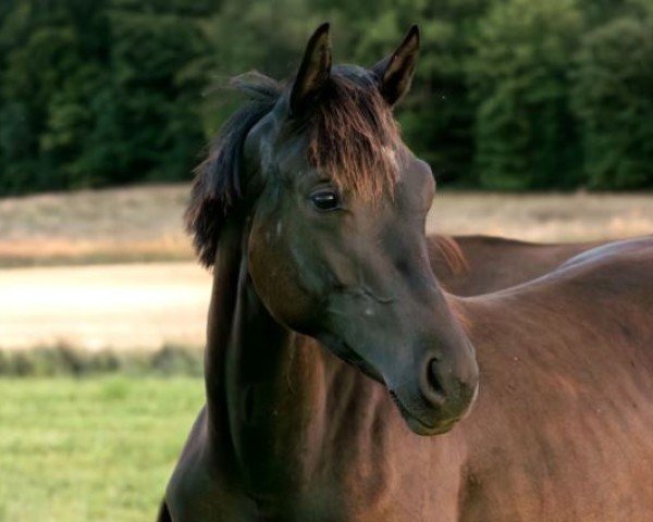 Cavallo Simsalinde (Oldenburger, 2023, di Galleria's Next Level)